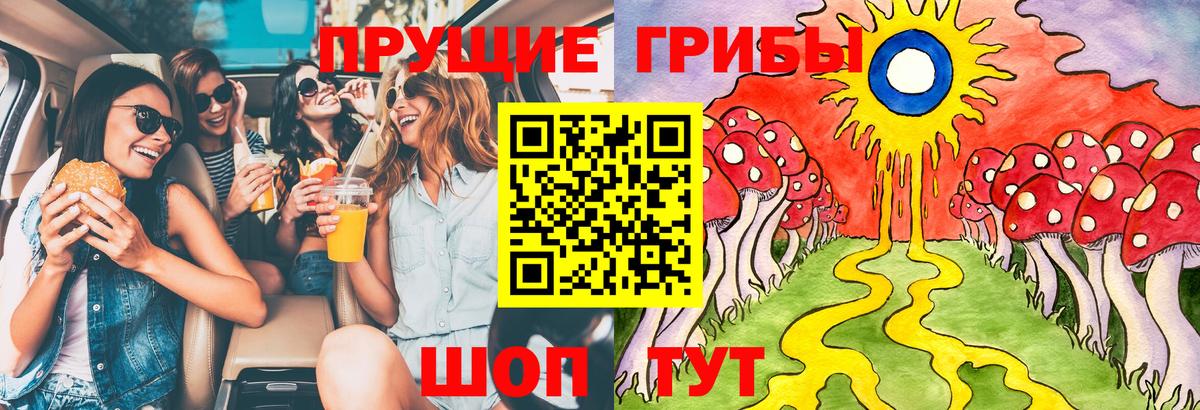 Галлюциногенные грибы Psilocybe  Зеленогорск 