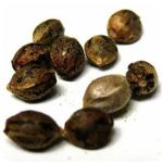 Семена марихуаны АК-47  (Seeds AK-47) в Зеленогорске